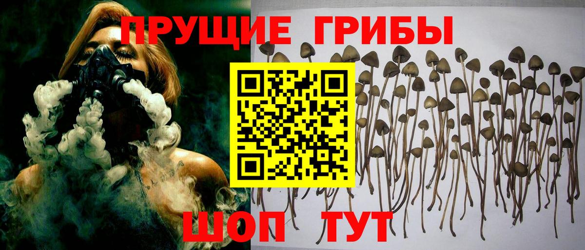 Тавда  Галлюциногенные грибы Psilocybe  купить наркотик  Вход с VPN 